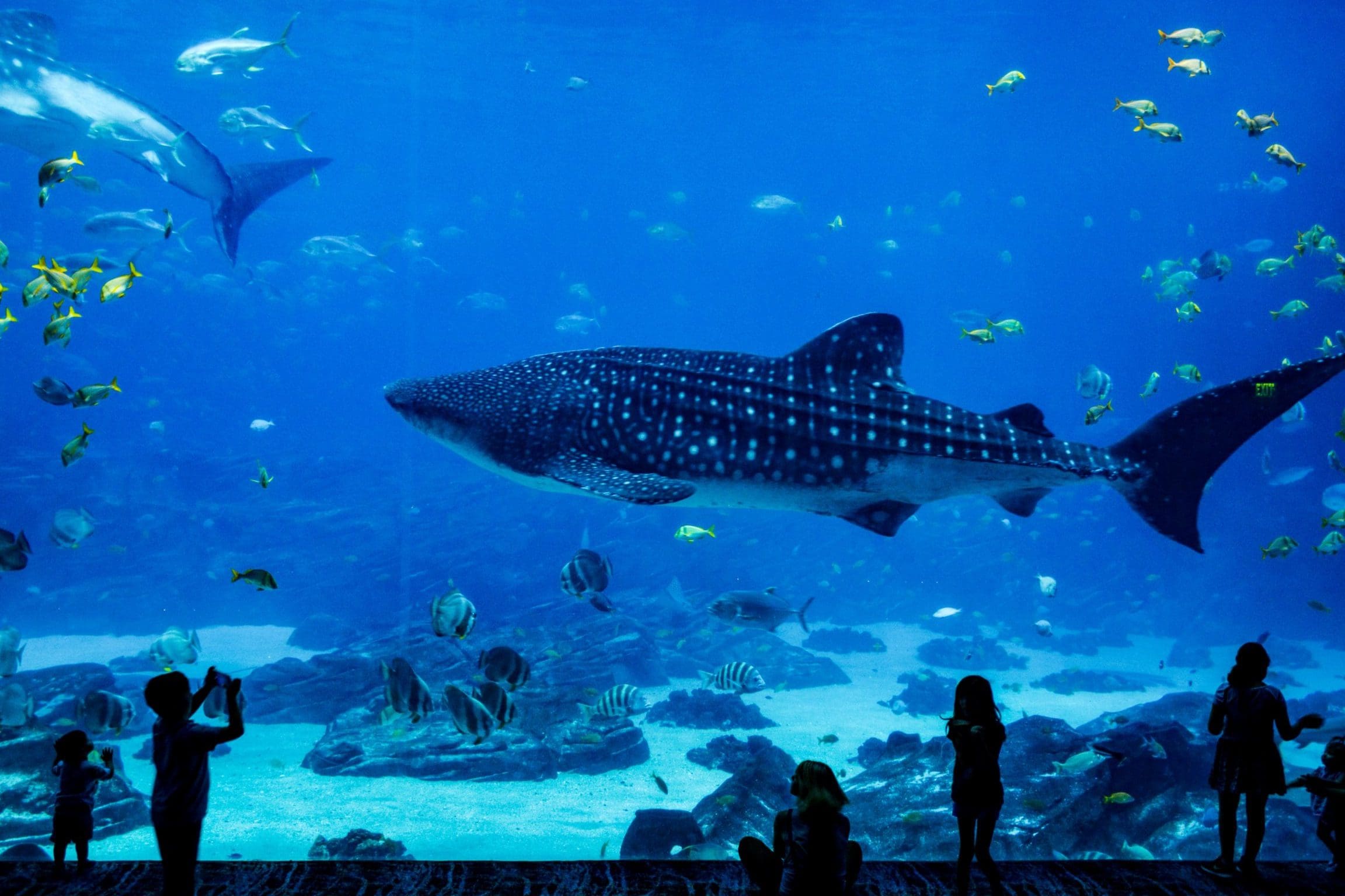 L’Aquarium du Périgord Noir : Avis et Découvertes Subaquatiques