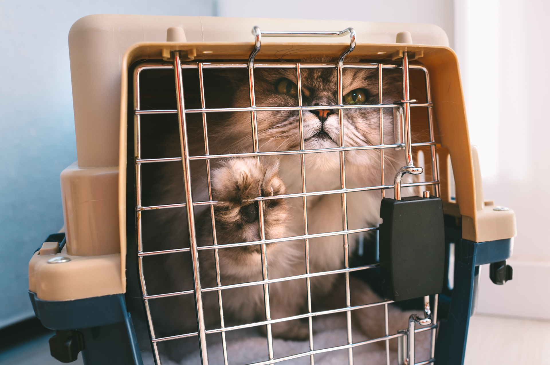 Conseils utiles pour réduire le stress du chat en voyage