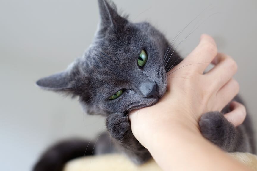 Quand Mon Chat Veut Explorer l’Extérieur : Vaincre la Peur pour une Aventure en Sécurité