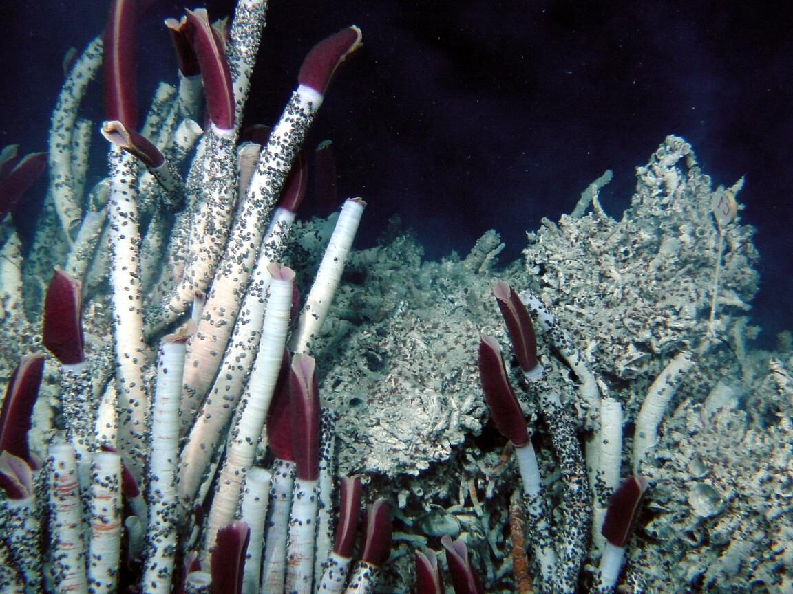 À la découverte des fonds marins : Guide ultime du snorkeling en Martinique